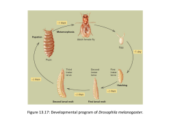 Figure 13.17: Developmental program of Drosophila melanogaster.