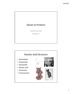 Genes to Proteins Nucleic Acid Structure