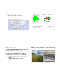Mangals & Salt Marshes- Vascular Plant Tidal Communities