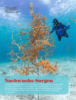 Nachwuchs-Sorgen - Coral Restoration Foundation Bonaire