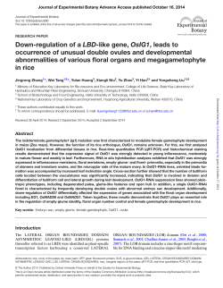 Down-regulation of a LBD-like gene, OsIG1, leads to occurrence of