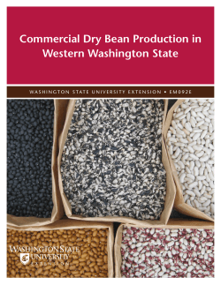 Commercial Dry Bean Production in Western Washington State