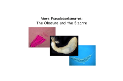 More Pseudocoelomates: The Obscure and the Bizarre