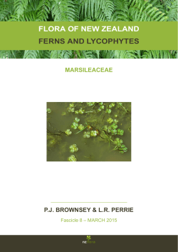 flora of new zealand ferns and lycophytes