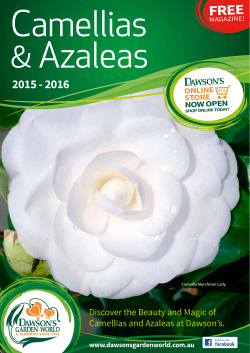 Discover the Beauty and Magic of Camellias and Azaleas at Dawson`s.