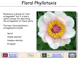 Floral Phyllotaxis
