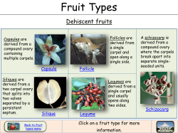 Dehiscent fruits