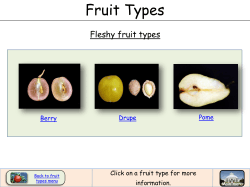 Fleshy fruit types