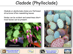 Cladode (Phylloclade)