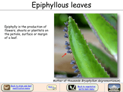 Epiphyllous leaves