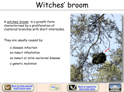 Witches` broom
