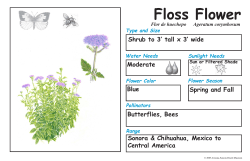 Floss Flower - Arizona