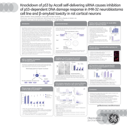 Knockdown of p53 by Accell self-delivering siRNA
