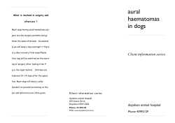 aural haematomas in dogs - Doyalson Animal Hospital