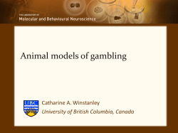 Animal models of gambling