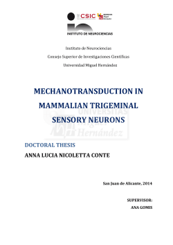 mechanotransduction in mammalian trigeminal sensory neurons