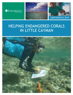 HELPING ENDANGERED CORALS IN LITTLE CAYMAN