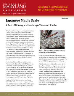Japanese Maple Scale