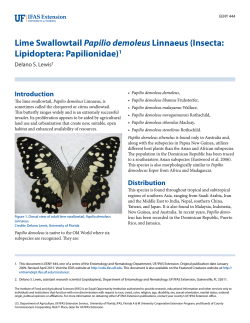 Lime Swallowtail Papilio demoleus Linnaeus - EDIS