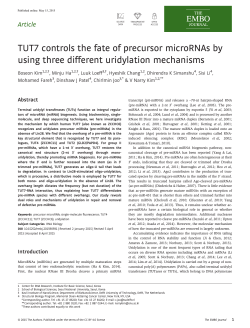 TUT7 controls the fate of precursor microRNAs by using three