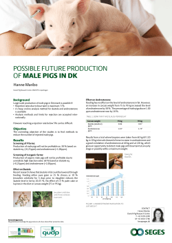 Possible Future Production of Male Pigs in DK