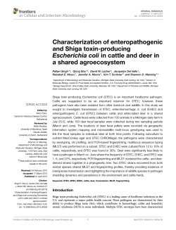 Characterization of enteropathogenic and Shiga toxin