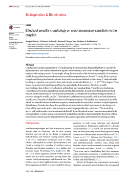 Effects of sensilla morphology on mechanosensory sensitivity in the