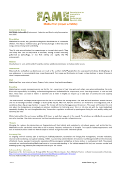 Malleefowl (Leipoa ocellata)