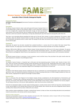 Western Swamp Tortoise (Pseudemydura umbrina)