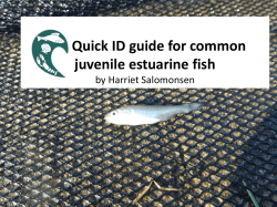 Quick ID guide for common juvenile estuarine fish