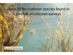 Quick ID for common species found in juvenile crustacean surveys