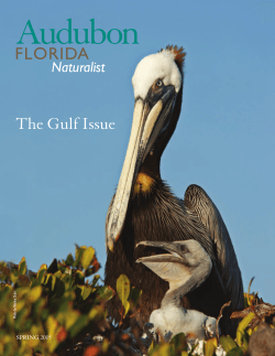The Gulf Issue - Audubon of Florida