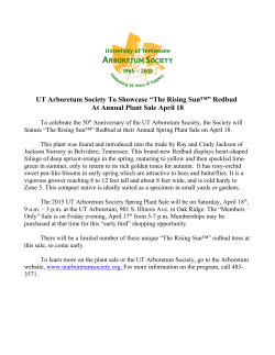 UT Arboretum Society To Showcase âThe Rising Sunâ¢â Redbud At