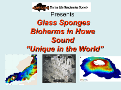 Glass Sponges Bioherms in Howe Sound