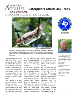 Caterpillars Attack Oak Trees - Galveston County Extension Office