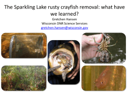 Rusty crayfish in Sparkling Lake