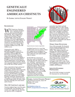 GE American Chestnut Fact Sheet - Global Justice Ecology Project