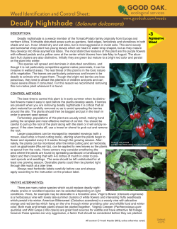 Deadly Nightshade (Solanum dulcamara)