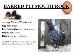 Chicken Breed Information