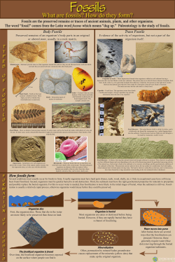 Fossil Poster v4
