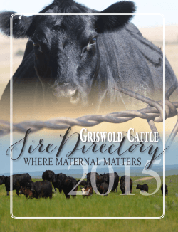 Griswold Cattle