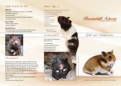 Gold- und Teddyhamster - Hamsterhilfe Schweiz