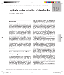 19 Haptically evoked activation of visual cortex