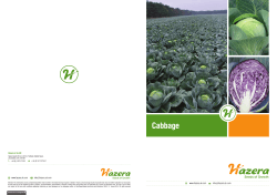 Cabbage_8pp (2)