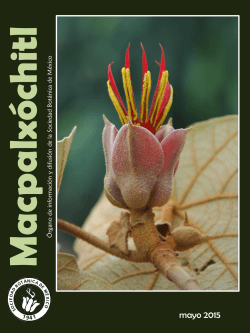 MacpalxÃ³chitl - Herbario de la Universidad de Sonora (USON)