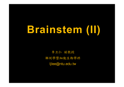Brainstem (II)