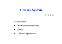 Urinary System
