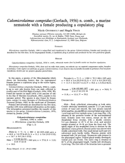 Calomicrolaimus compridus (Gerlach, 1956) n. comb., a