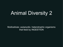 Animal Diversity (1 &) 2