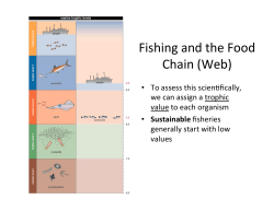Fishing and the Food Chain (Web)